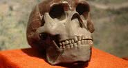 Replica de um crânio do homo erectus - Divulgação/Wikimedia Commons/Yan Li/Paleozoological Museum of China