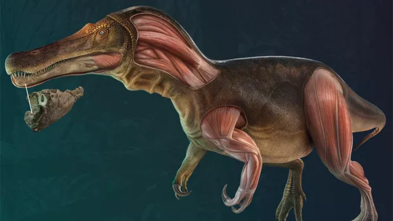 Reprodução 3D da possível nova espécie de espinossauro - Divulgação / Mateus, Estraviz-López / Plos One