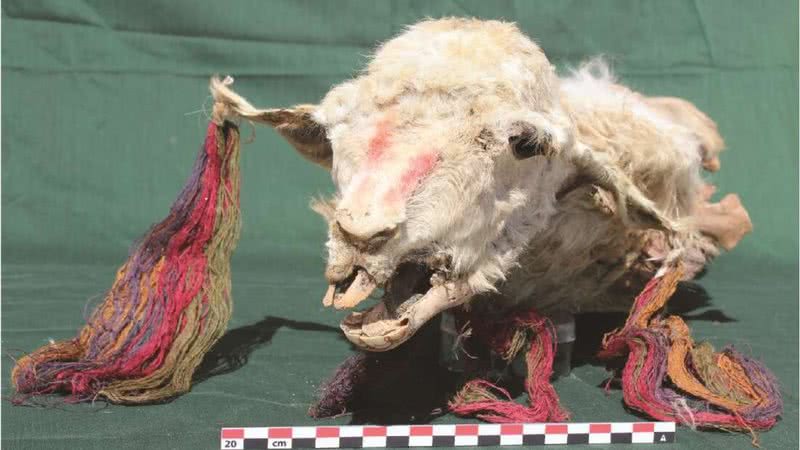 Lhama mumificada descoberta no Peru - Divulgação/Antiquity