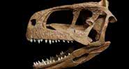 Imagem da reconstituição do crânio de um Llukalkan aliocranianus - Divulgação/Journal of Vertebrate Paleontoly