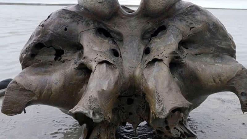 Crânio de mamute de 10 mil anos