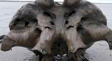 Crânio de mamute de 10 mil anos - Divulgação/ Artem Cheremisov / Siberian Times