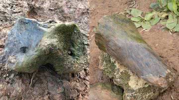 Antigos fósseis encontrados por menina de 8 anos na Rússia - Reprodução/VK