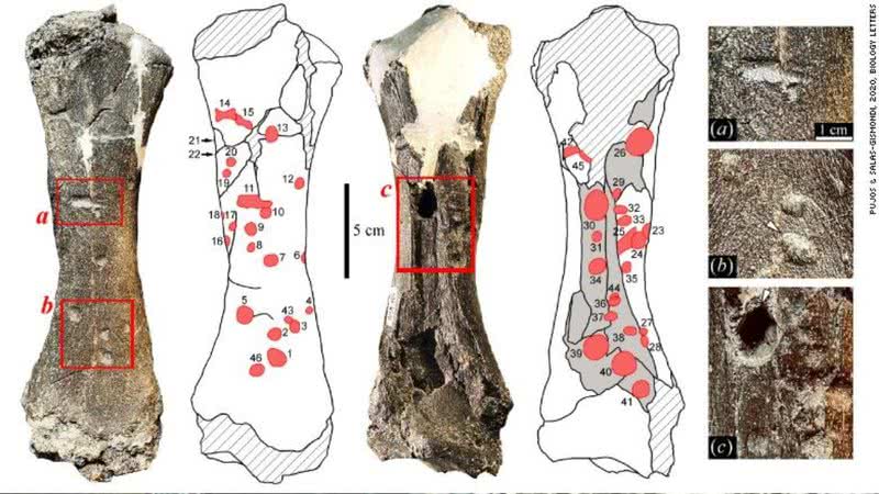O fóssil encontrado próximo ao Rio Napo, no Peru - Divulgação/Rodolfo Salas-Gismondi