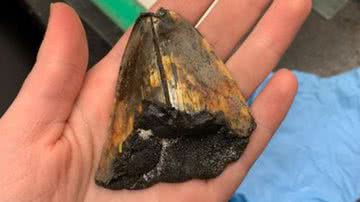 Dente de megalodon descoberto - Divulgação/Katherine Kelley