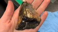 Dente de megalodon descoberto - Divulgação/Katherine Kelley