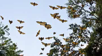 Imagem ilustrativa de morcegos - Divulgação/Pixabay