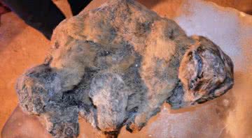 Uma das múmias de leões- das-cavernas descobertas em 2015 - Divulgação/Academia de Ciências Yakutia