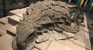 Nodossauro encontrado em perfeitas condições - Wikimedia Commons