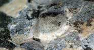 Olho fossilizado do trilobita, que viveu durante a Era Paleozóica - Divulgação/Brigitte Schoenemann