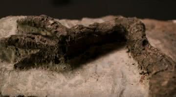 Pata de Tescelossauro - Divulgação/Vídeo/BBC News