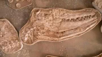 Fóssil de crânio de Thalassotitan atrox, nova espécie de mosassauro que dominava a cadeia alimentar no período Cretáceo - Divulgação/Universidade de Bath