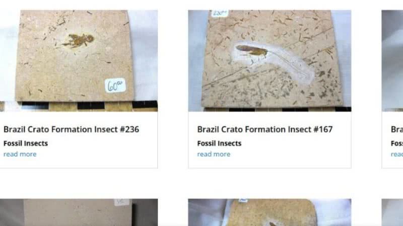 Imagem de site norte-americano que supostamente estaria vendendo fósseis do Brasil - Reprodução / Twitter