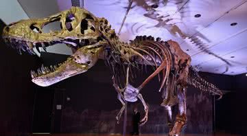 Fotografia do esqueleto do tiranossauro - Divulgação