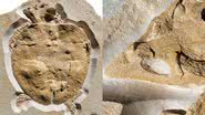 Antigo fóssil de tartaruga descoberto na Alemanha - Divulgação/Universidade de Tübingen