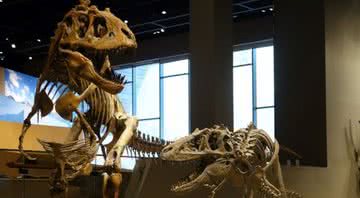 Fósseis de Teratophoneus curriei no Museu de História Natural de Utah - Wikimedia Commons/Jens Lallensack