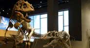 Fósseis de Teratophoneus curriei no Museu de História Natural de Utah - Wikimedia Commons/Jens Lallensack