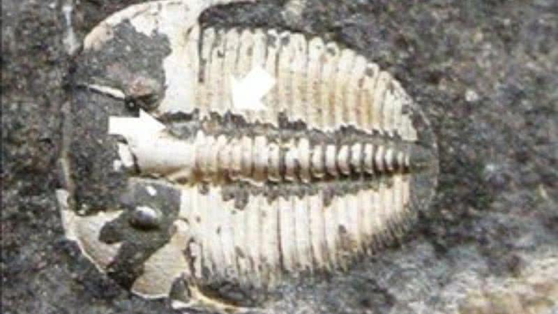 Fóssil de trilobita encontrado, com seta branca apontando para onde estaria o terceiro olho do animal - Divulgação/University of Cologne