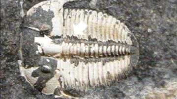 Fóssil de trilobita encontrado, com seta branca apontando para onde estaria o terceiro olho do animal - Divulgação/University of Cologne