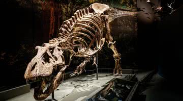 O esqueleto Trix - Divulgação/Naturalis Biodiversity Center