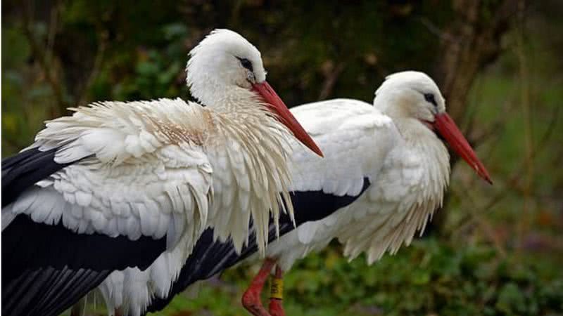 as cegonhas brancas é uma espécie rara de pássaros - Durells Conservation Trust/Twitter