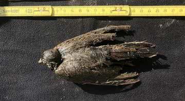 Pássaro congelado encontrado na Sibéria - Love Dalén