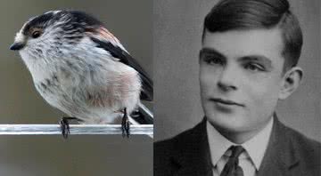 Uma ave Aegithalidae ao lado do matemático Alan Turing - Wikimedia Commons/Domínio Público