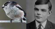 Uma ave Aegithalidae ao lado do matemático Alan Turing - Wikimedia Commons/Domínio Público