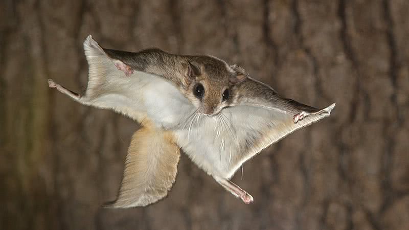 Um Pteromyini, conhecido como 'esquilo voador' - Divulgação/Steve Gettle