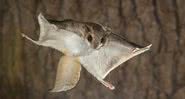 Um Pteromyini, conhecido como 'esquilo voador' - Divulgação/Steve Gettle
