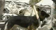 Cachorros ajudaram nas buscas por sobreviventes no desastre do 11 de setembro - Divulgação/Youtube