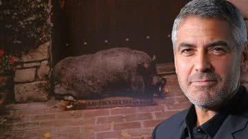 Foto do porco Max em montagem com o ator George Clooney - Divulgação/CBS e Getty Images