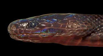 A impressionante pele da cobra - Divulgação/American Society of Ichthyologists and Herpetologists