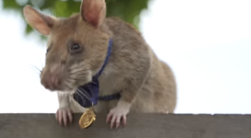 A rata Magawa com sua medalha - Divulgação/Youtube/PDSA