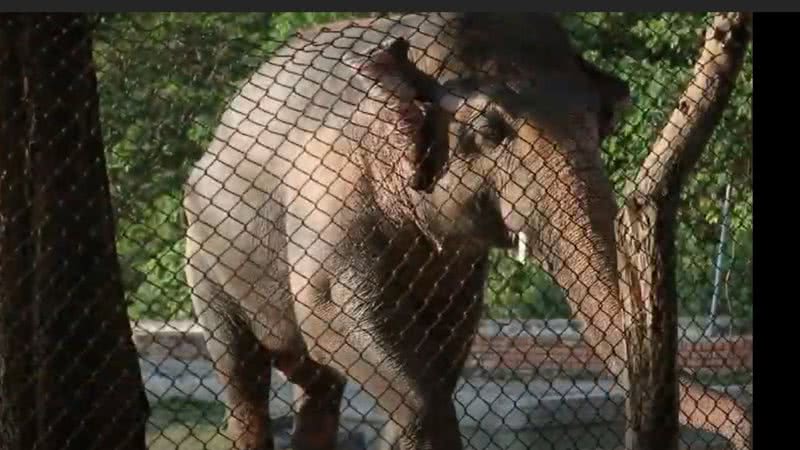 O elefante Kaavan - Divulgação/Youtube