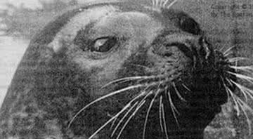 Fotografia de Hoover em plano retrato, tirada em seu tanque - Divulgação / New England Aquarium
