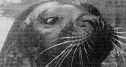 Fotografia de Hoover em plano retrato, tirada em seu tanque - Divulgação / New England Aquarium