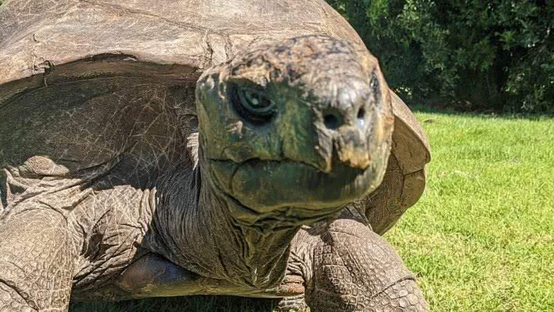Foto recente da tartaruga de 190 anos, Jonathan (2021) - Wikimedia Commons / Xben911