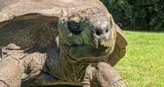 Foto recente da tartaruga de 190 anos, Jonathan (2021) - Wikimedia Commons / Xben911