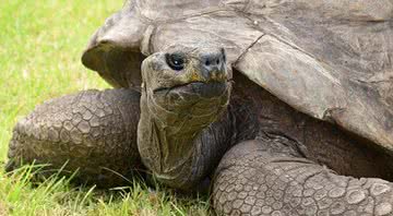 A tartaruga Jonathan é o animal terrestre mais velho do mundo - Divulgação/Guiness World Records