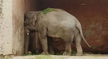 Kaavan pressiona a cabeça contra a parede - Divulgação / Friends of Islamabad Zoo