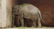 Kaavan pressiona a cabeça contra a parede - Divulgação / Friends of Islamabad Zoo
