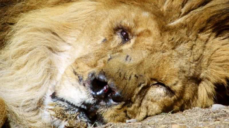 O leão sobrevivente Marjan - Divulgação - Youtube