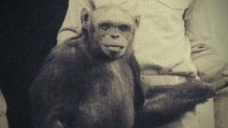 Oliver, o chimpanzé - Wikimedia Commons