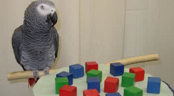 O papagaio Alex disposto em frente a cubos coloridos para apontar quantidades - Wikimedia Commons