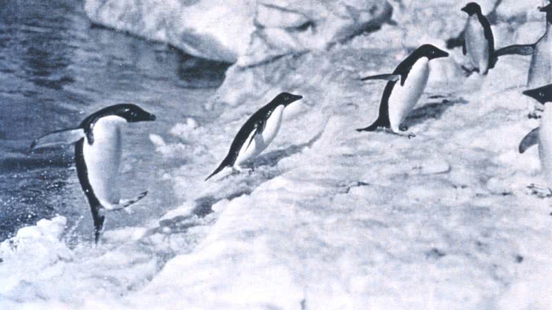 Pinguins fotografados por George Murray - Domínio Público/ Creative Commons/ Wikimedia Commons