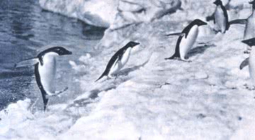 Pinguins fotografados por George Murray - Domínio Público/ Creative Commons/ Wikimedia Commons