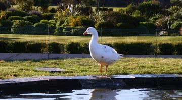Fotografado na margem da lagoa - Divulgação / Wellington Bird Rehabilitation Trust