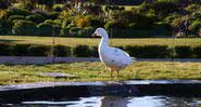 Fotografado na margem da lagoa - Divulgação / Wellington Bird Rehabilitation Trust