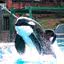 A orca Keiko, intérprete de Free Willy